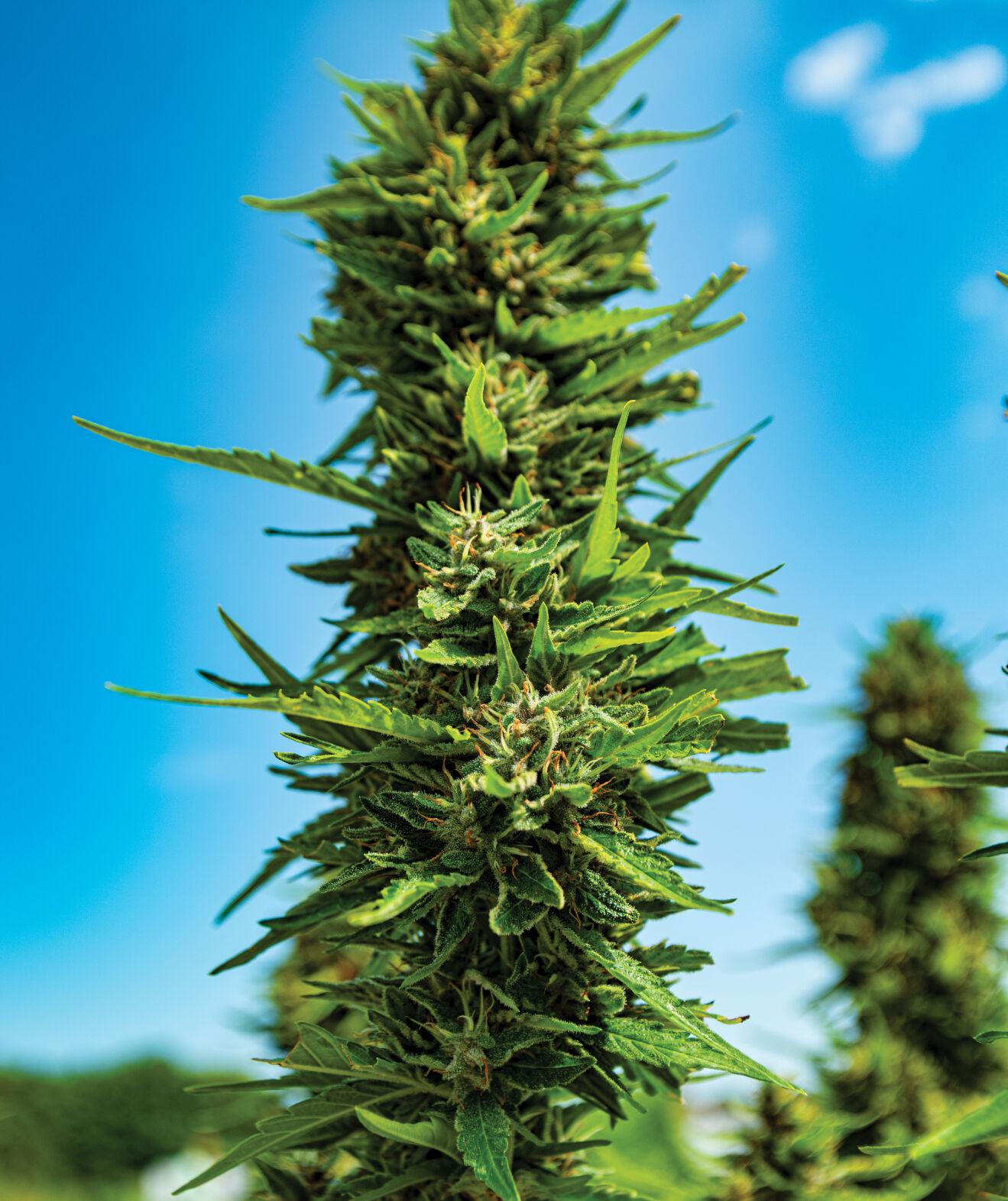 cannabis.jpg